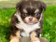 chiot chihuahua mâle a donner 