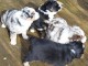 adoption chiot berger australien 