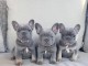 chiots bouledogue français disponible pour adoption 