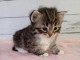 Bébé chaton sibérien disponible à adopter 