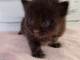 Adorable chaton sibérien disponible 