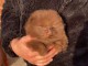 chiot spitz allemand à adopter disponible de suite 