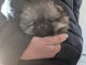 Bébé chiot spitz allemand race pure 