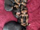 Adoption chiot Yorkshire disponible 