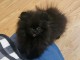 Chiots spitz nain disponible 