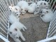 Chiots berger blanc suisse lof disponible 