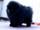 Bébé chiot spitz allemand noir contre bons soins 
