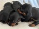 Chiots Teckel nain a donner 