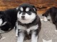 Bébé chiot pomsky a donner 