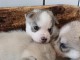 Adoption chiot pomsky mâle disponible 
