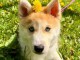 Chiots pomsky mâle à donner 