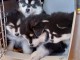 Dons chiot pomsky disponible 