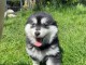 Chiots pomsky à donner 