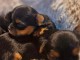 Adoption chiot Yorkshire disponible 