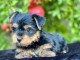 Bébé chiot Yorkshire femelle a donner 