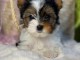 Chiots Yorkshire terrier disponible à adopter 