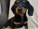 chiots teckel à adopter disponible 