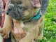 Bébé chiot bulldog français mâle à donner 