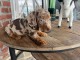 Adoption chiot teckel nain 