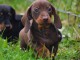 chiot teckel nain à donner 