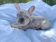 Magnifique chiot bouledogue français aux yeux bleus 
