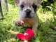 Je donne chiot bouledogue français 