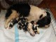 Chiots cavalier king charle disponible 