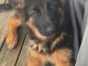 chiots berger allemand lof à donner 