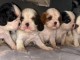 Portée des petits chiots cavalier king charle à adopter 