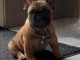 Chiots bouledogue français disponible de suite 