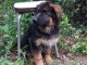 Bébé chiot berger allemand disponible 