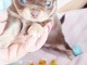 Je donne chiot chihuahua femelle 