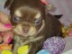 Adoption chiot chihuahua mâle 