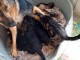 Bébé chiot type berger australien lof 