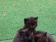 Chaton noir contre bons soins disponible 
