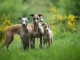 Adopter chiot whippet disponible 