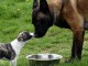 Je donne chiot disponible 