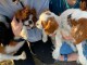 Chien cavalier king charle à adopter 