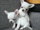 Chiots chihuahua à adopter 