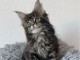Chaton Maine coon à donner 