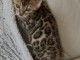 Bébé chaton Bengal pour adoption 