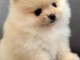 Chiots spitz allemand race pure a donner 