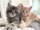 Bébé chaton Maine coon à donner 