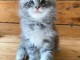 Adopter chaton Maine coon adorable 