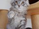 Chaton Maine coon à donner 
