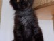 Bébé chaton Maine coon adorable 
