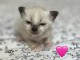 Bébé chaton sacré brimanie a donner 