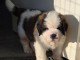 chiot saint Bernard à donner 