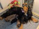 chiot cocker a donner contre bon soin 
