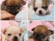 chiots chihuahua à adopter 